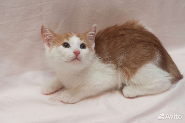 Очаровательный котомальчик ищет дом