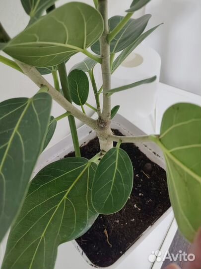 Фикус бенгальский Андрей