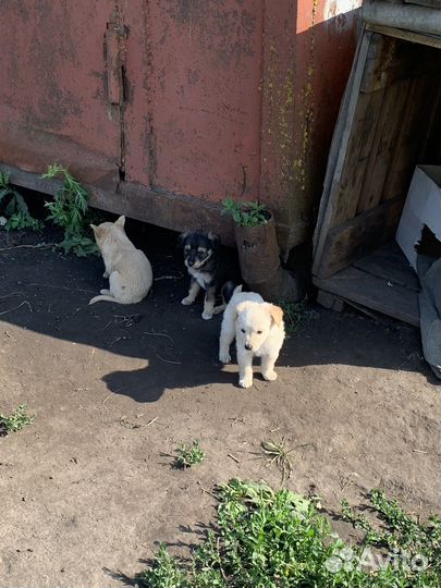 Щенки в добрые руки