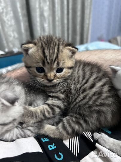 Шотландские котята