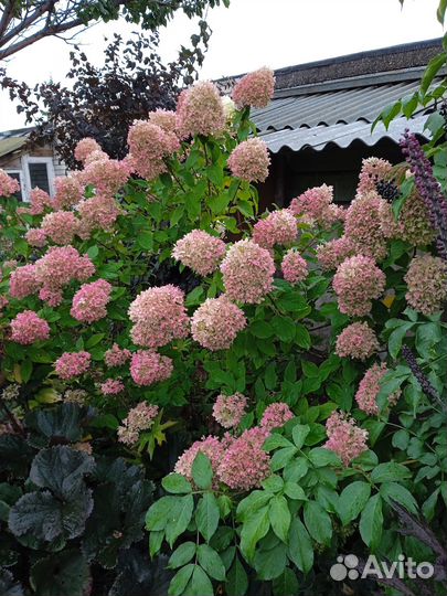 Гортензия, спирея, вейгела