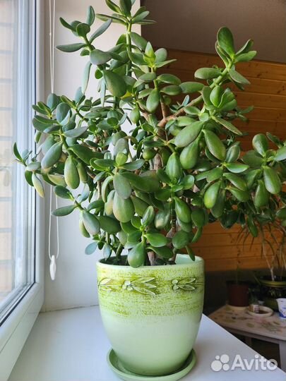 Крассула толстянка