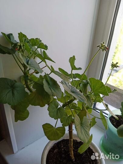 Герань красная