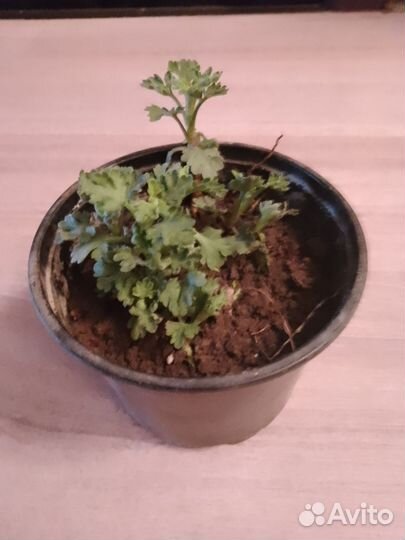 Хризантема мультифлора