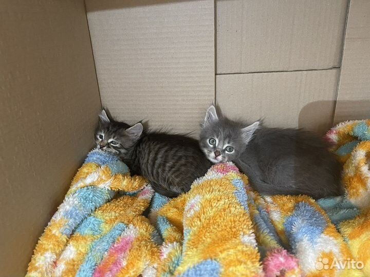 Кошки в добрые руки