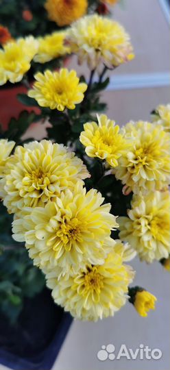 Хризантемы мультифлоры в кашпо