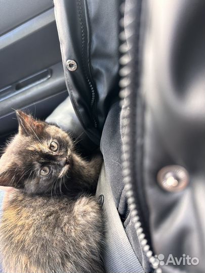 Котенок девочка около 2 месяцев