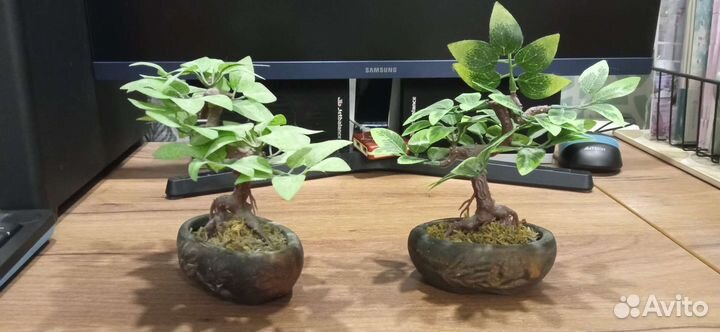 Сувенир бонсай