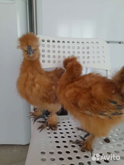 Китайские шелковые цыплята