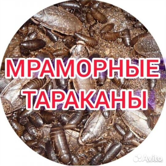 Мраморные тараканы живые и заморозка