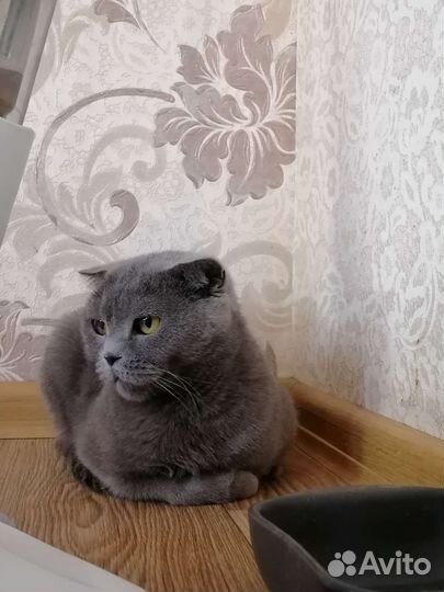Шотландская вислоухая кошка бесплатно