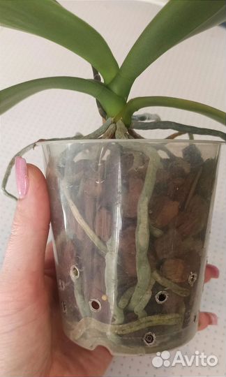 Phal. Liu's Pale Micholitz 'ES'