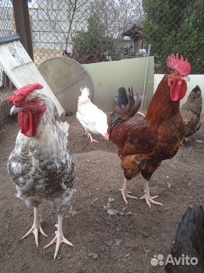 Куры петухи