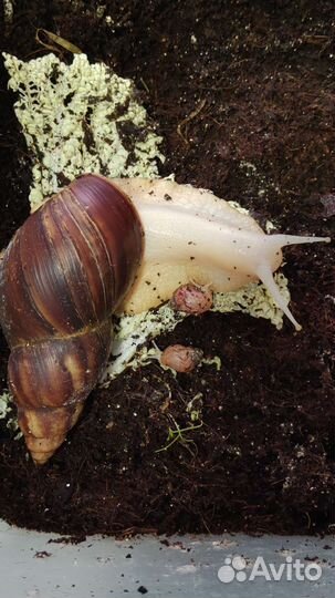 Улитка ахатина фулика альбино
