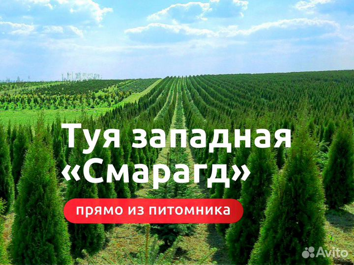 Туи смарагд из питомника