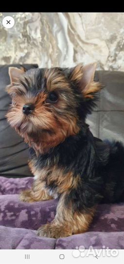 Йоркширский терьер мини беби фейс щенки