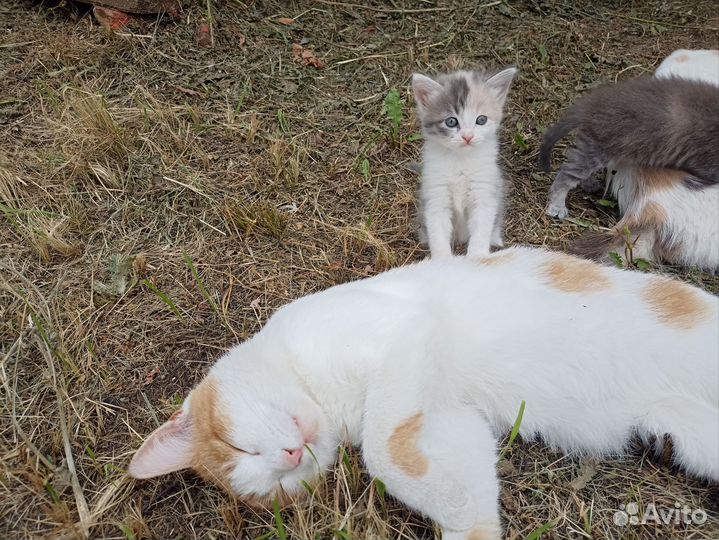 Кошка