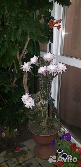 Кактус цветущий