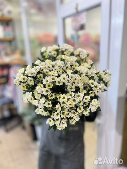 Цветы:Хризантема