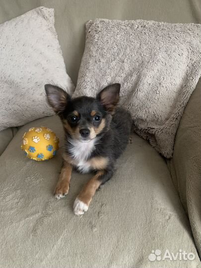 Щенки чихуахуа