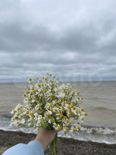 Участок 7 сот. (СНТ, ДНП)