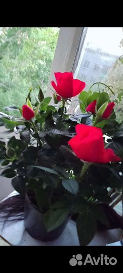 Роза комнатная домашняя