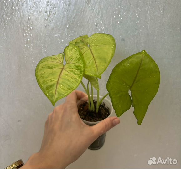 Комнатные цветы аглонема,замиокулькас,монстера