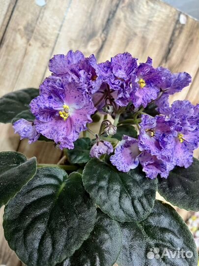 Сортовые фиалки - листики, детки, фиалки