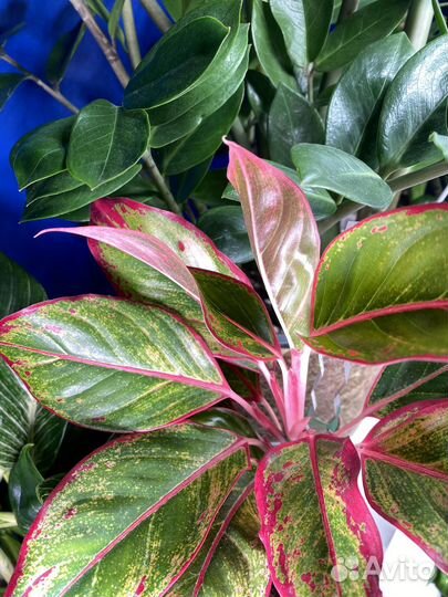 Пересадка комнатных растений