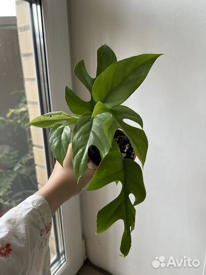 Рафидофора Тетрасперма (Монстера Минима)