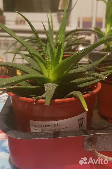 Комнатные растения. Суккуленты