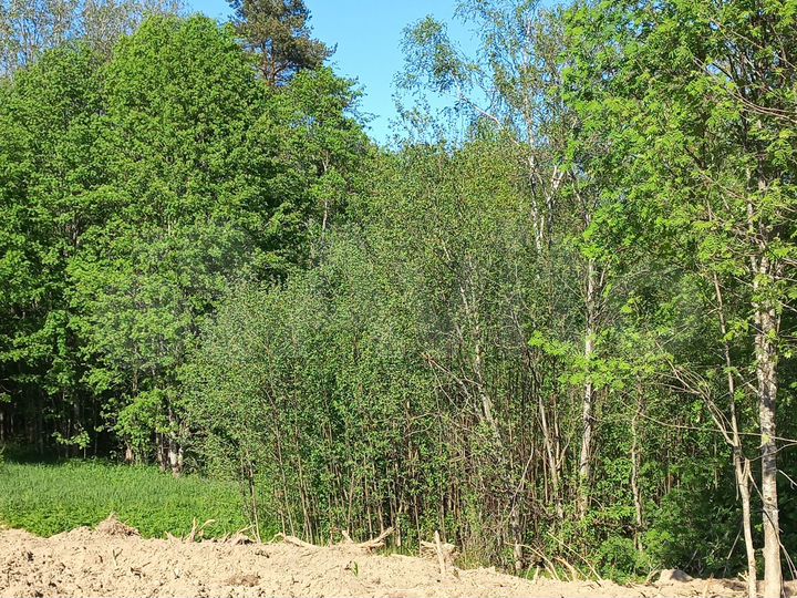 Участок 7,5 сот. (СНТ, ДНП)