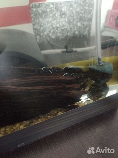 Сомики анциструсы звёздчатые L-181