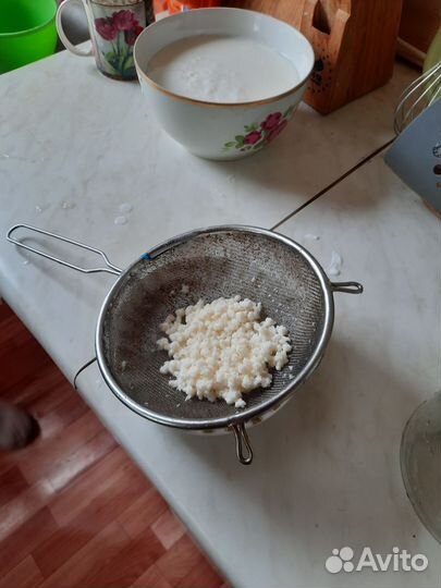 Кефирный тибетский молочный гриб