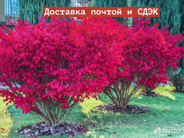 Бересклет европейский Ред Каскад (С3) купить в Краснодаре | Товары для ...