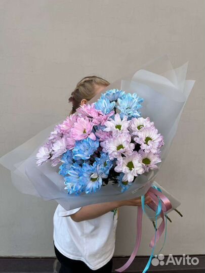 Ромашки. Хризантема ромашковидная