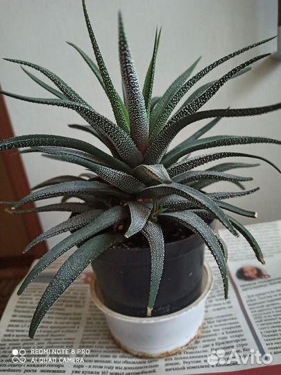 Комнатные растения