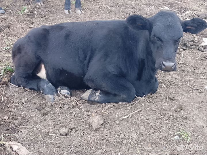 Коровы и телки