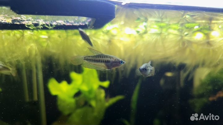 Аквариумы Dennerle и оборудование