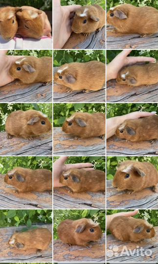 Очаровательные кабанчики