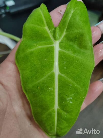 Алоказия мишольца вариегатная минт