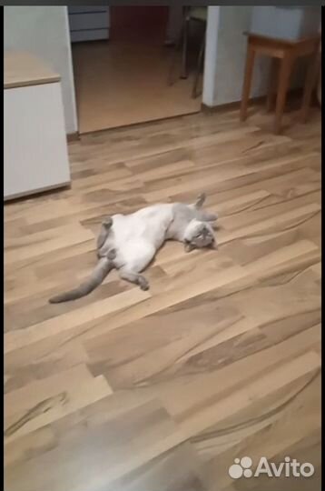 Потерялся кот 8 мес