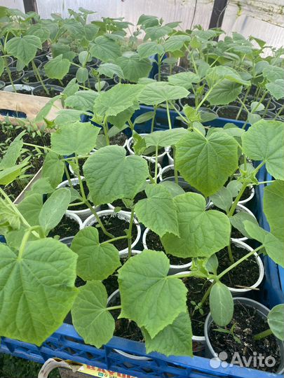 Рассада огурцов Кураж