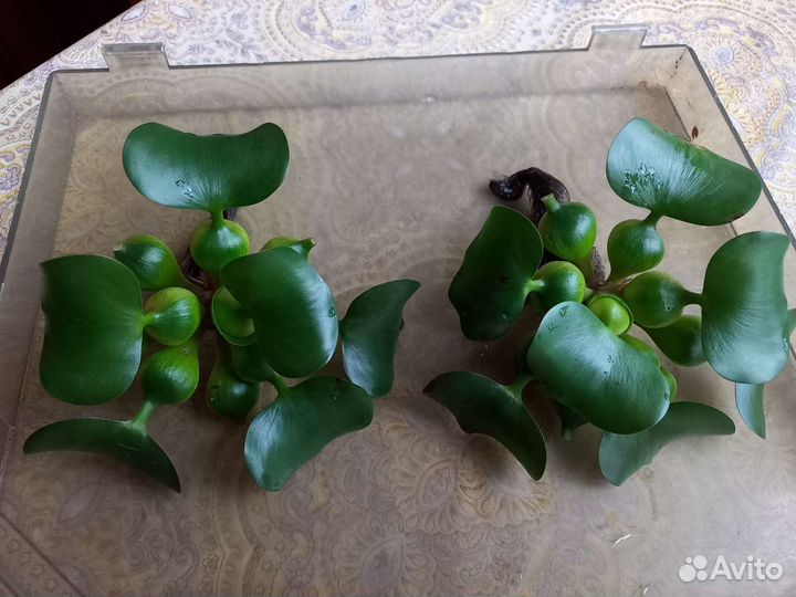 Эйхорния (Водный Гиацинт) Аквариумные растения