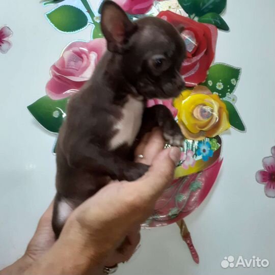 Чихуахуа