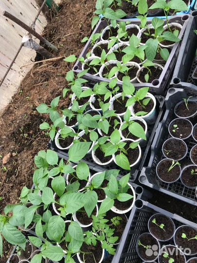 Рассада перец сладкий и горький