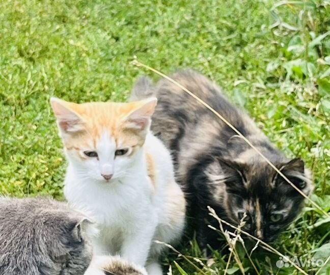 Котята в добрые руки