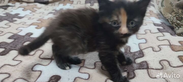 Котята в добрые руки бесплатно