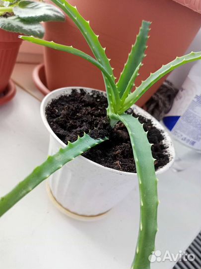 Комнатные цветы - лечебное алоэ, коланхоэ