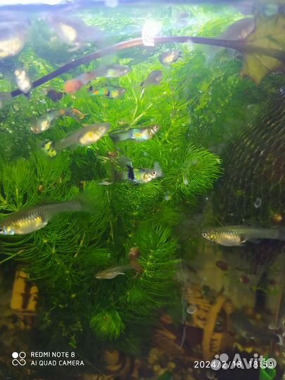 Роголистник в аквариум